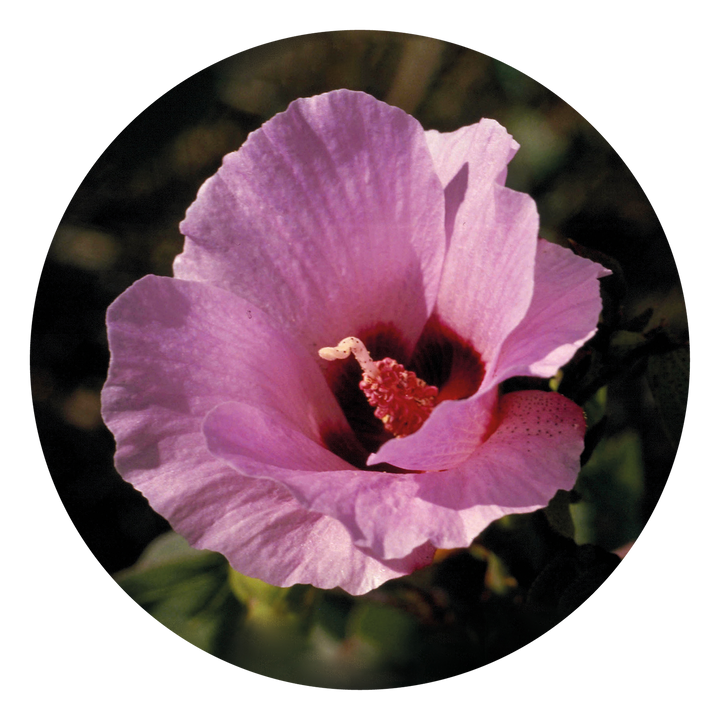Sturt Desert Rose