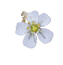 Sundew