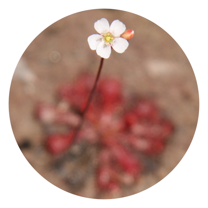 Sundew