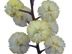 Sunshine Wattle