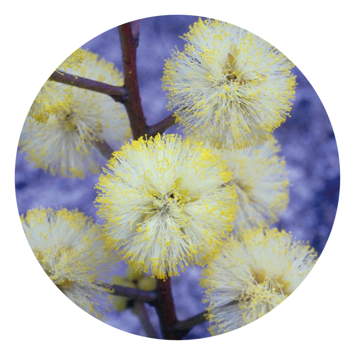 Sunshine Wattle