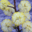 Sunshine Wattle