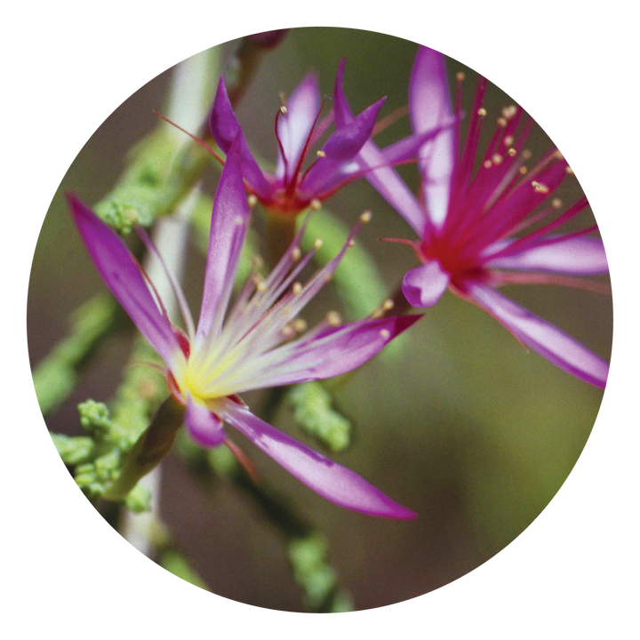 Turkey Bush