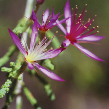 Turkey Bush