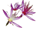 Turkey Bush