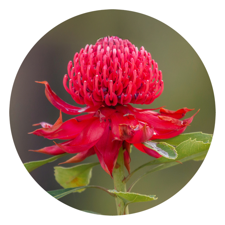 Waratah