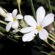 Wedding Bush