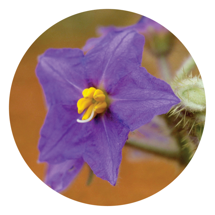 Wild Potato Bush