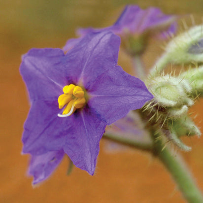 Wild Potato Bush