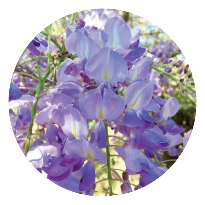 Wisteria