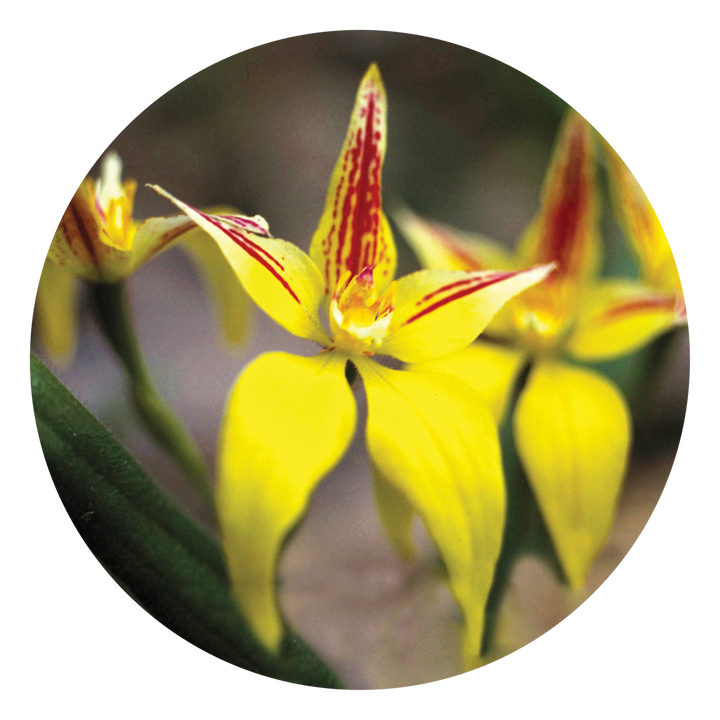 Yellow Cowslip Orchid