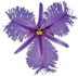 Fringed Violet