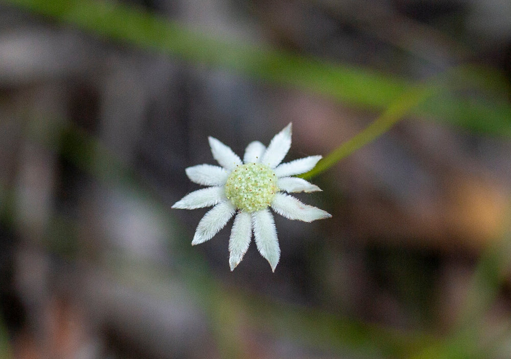 Kleine Flanellblume