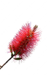 Bottlebrush